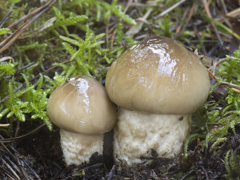 Hygrophorus latitabundus